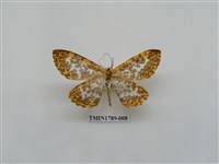 藏品(中國蛾類)的圖片